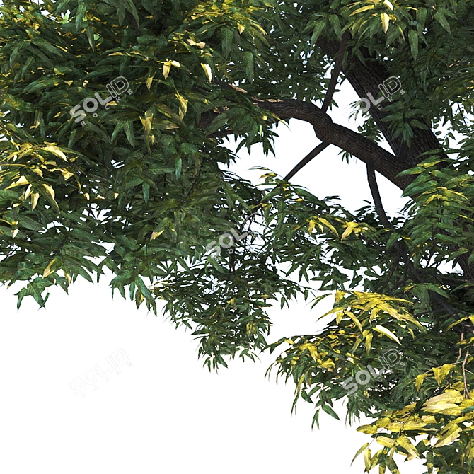 Realistic Fraxinus Ornus Tree 3D model image 2