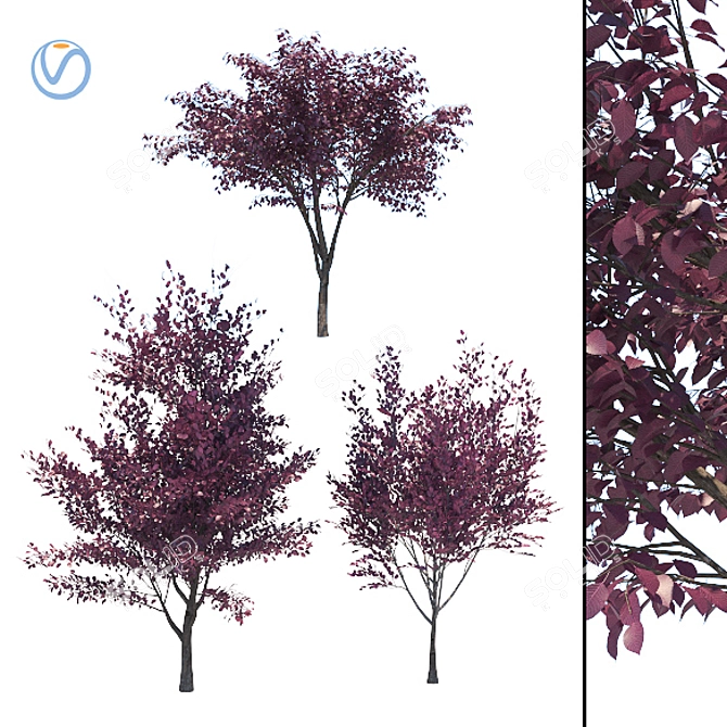 Prunus Cerasifera Tree Collection 3D model image 1