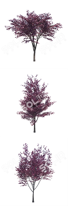 Prunus Cerasifera Tree Collection 3D model image 2