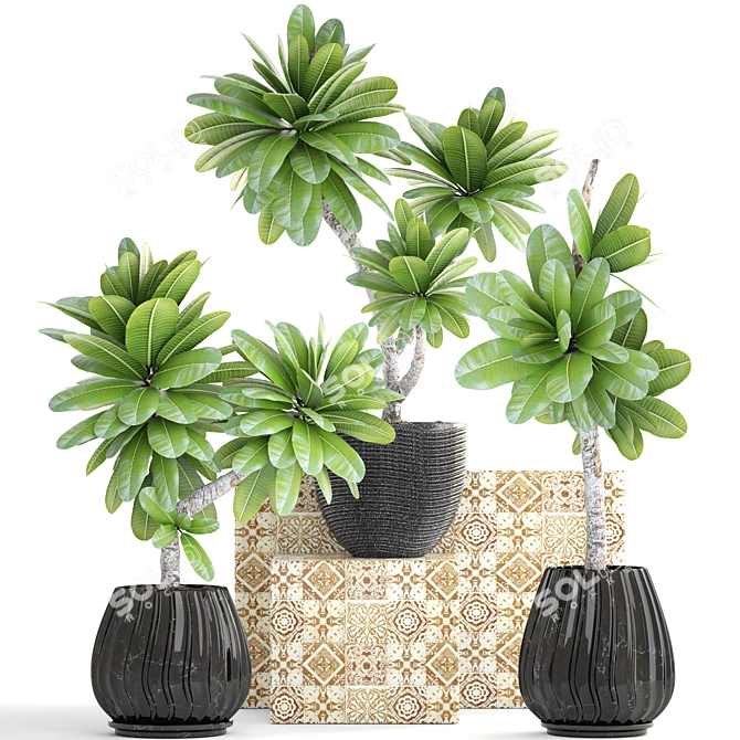 Exquisite Frangipani Plant 3D model image 1