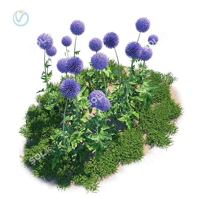 Botanical Bliss: Echinops Banaticus 3D model image 1