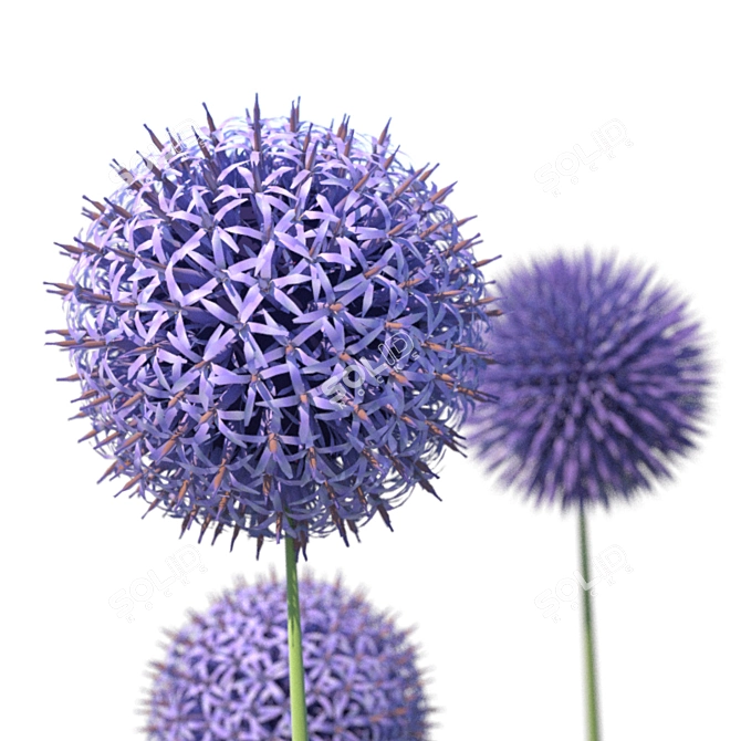 Botanical Bliss: Echinops Banaticus 3D model image 2