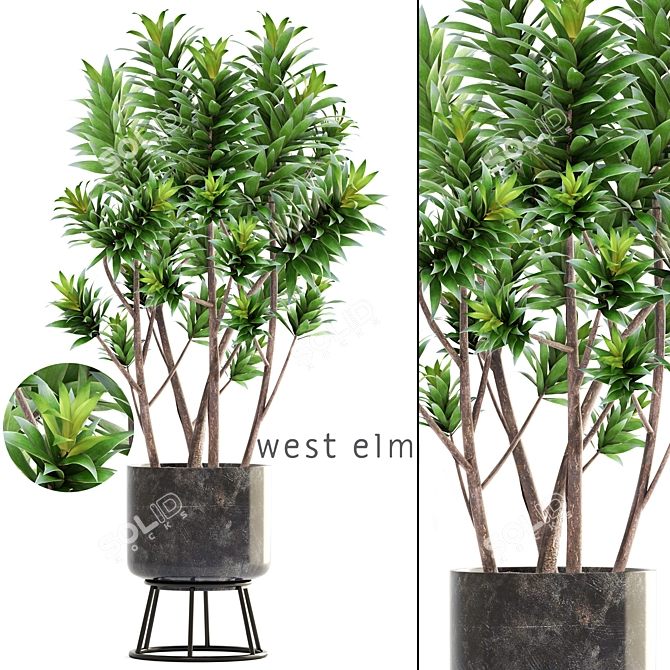 Reflexa Dracaena Plant in Stylish Pot 3D model image 1