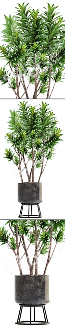 Reflexa Dracaena Plant in Stylish Pot 3D model image 2