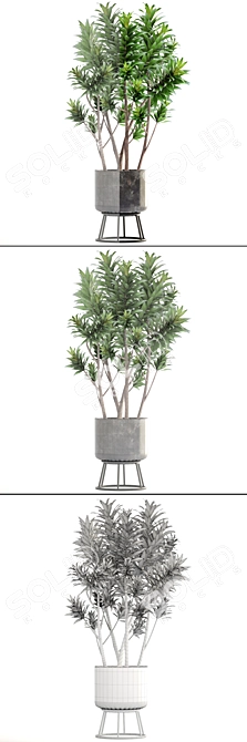 Reflexa Dracaena Plant in Stylish Pot 3D model image 3