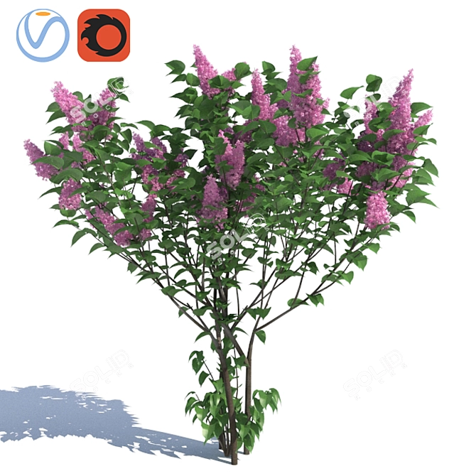 Lilac Bush Trio: Beautiful and Detailed 3D model image 1