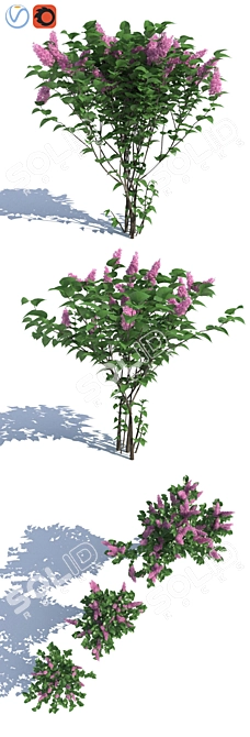 Lilac Bush Trio: Beautiful and Detailed 3D model image 2