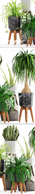 Indoor Greenery Collection 3D model image 2