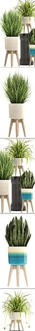 Indoor Plant Collection: Chlorophytum & Sansevieria 3D model image 2