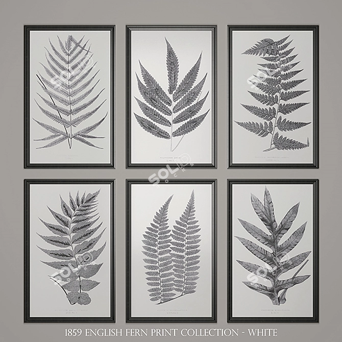 1859 ENGLISH FERN PRINTS 3D model image 1