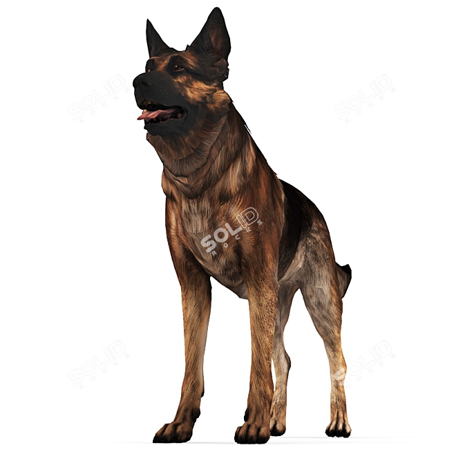 Loyal German Shepherd Companion 3D model image 2