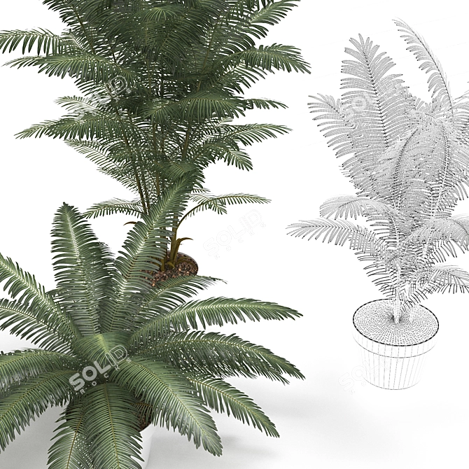 Tropical Paradise Palm Tree 3D model image 3