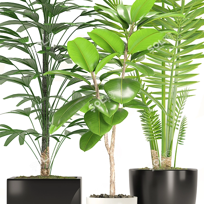 Green Oasis: Palm & Ficus Elastica Set 3D model image 2