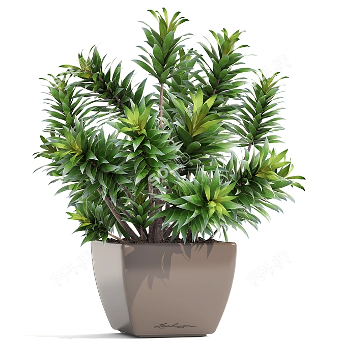 Reflexa Dracaena: Stylish Interior Decor 3D model image 1