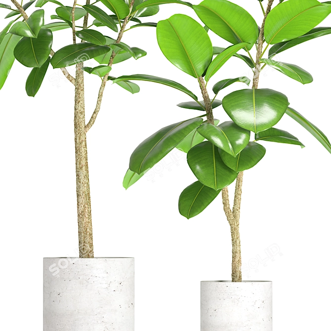 Exquisite Ficus Elastica Duo 3D model image 2