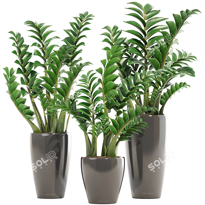 Zamioculcas Collection: Stunning Interior Plants 3D model image 1