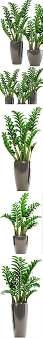Zamioculcas Collection: Stunning Interior Plants 3D model image 2