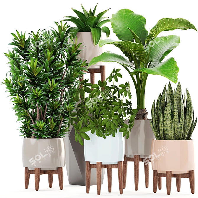 Indoor Plant Collection: Sansevieria, Schefflera, Dracaena, Agave 3D model image 1