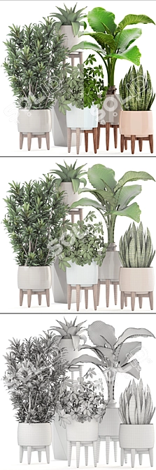 Indoor Plant Collection: Sansevieria, Schefflera, Dracaena, Agave 3D model image 3