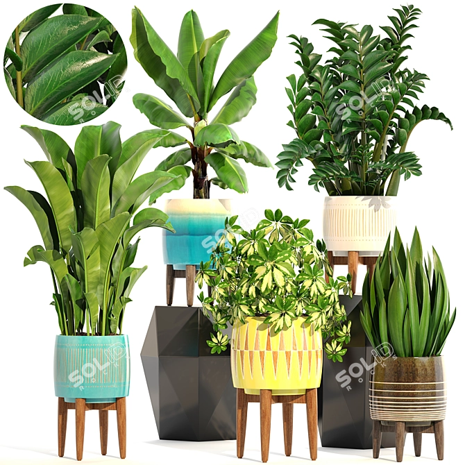 Indoor Plant Collection: Sansevieria, Schefflera, Zamioculcas 3D model image 1