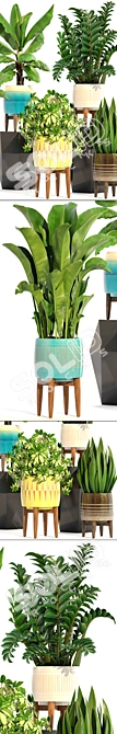 Indoor Plant Collection: Sansevieria, Schefflera, Zamioculcas 3D model image 2