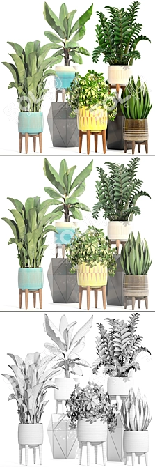 Indoor Plant Collection: Sansevieria, Schefflera, Zamioculcas 3D model image 3