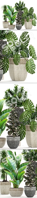 Green Oasis Collection: Dracaena, Monstera, Ravenala and Ficus 3D model image 2