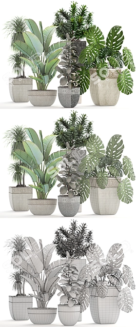 Green Oasis Collection: Dracaena, Monstera, Ravenala and Ficus 3D model image 3