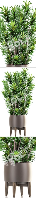 Dracaena Reflexa: Stylish Indoor Plant 3D model image 2