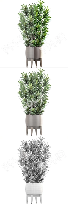 Dracaena Reflexa: Stylish Indoor Plant 3D model image 3