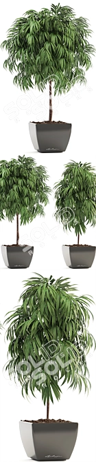 Evergreen Ficus Alii - Stunning Decorative Indoor Tree 3D model image 2