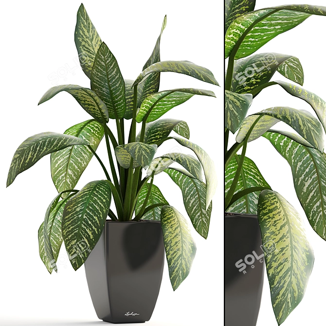 Dieffenbachia: Stylish Indoor Plant 3D model image 1