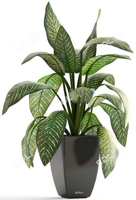 Dieffenbachia: Stylish Indoor Plant 3D model image 2