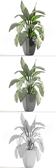 Dieffenbachia: Stylish Indoor Plant 3D model image 3