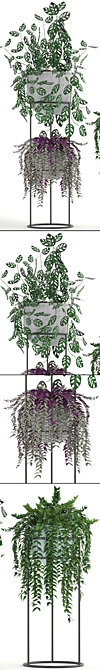 Indoor Hanging Plants & Monstera - Plant Collection 3D model image 2