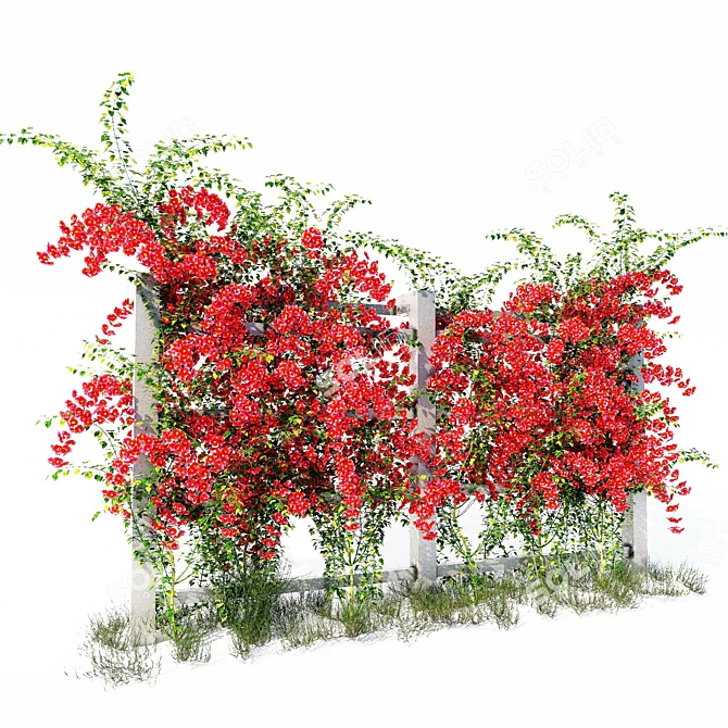 Colorful Climbing Bougainvillea Shrub 3D model image 1