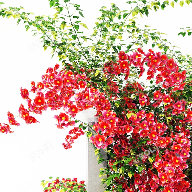 Colorful Climbing Bougainvillea Shrub 3D model image 2