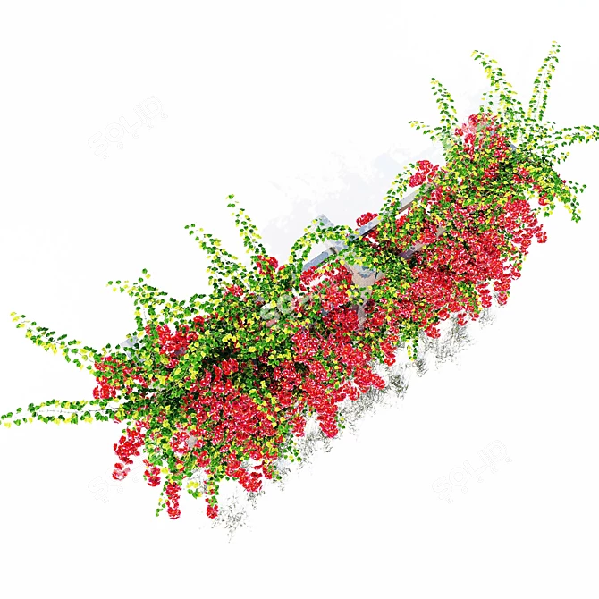 Colorful Climbing Bougainvillea Shrub 3D model image 3