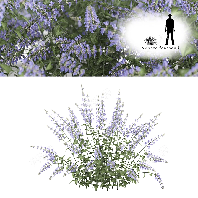 Nepeta Faassenii: Material Library 3D model image 1