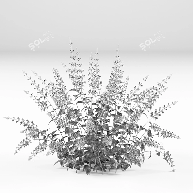 Nepeta Faassenii: Material Library 3D model image 2