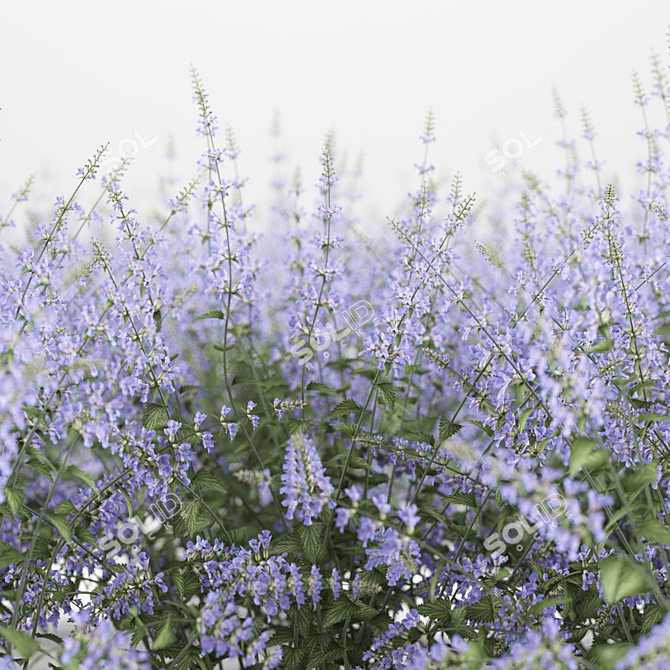 Nepeta Faassenii: Material Library 3D model image 3