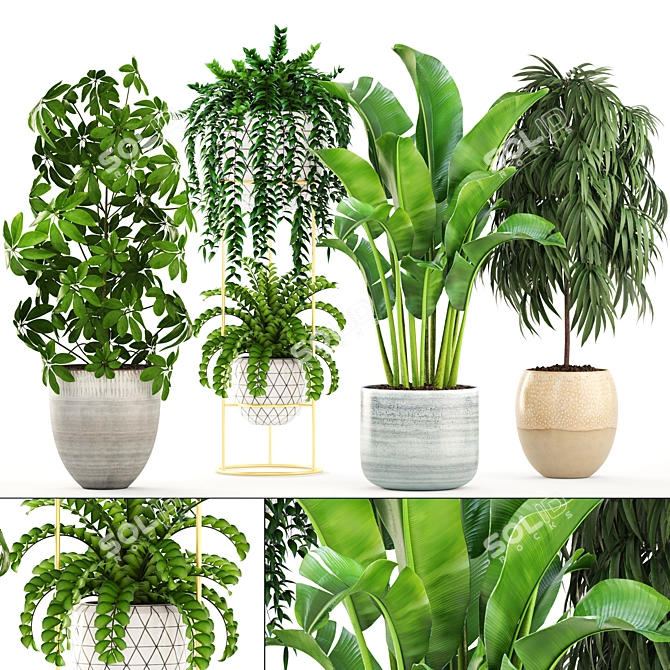 Indoor Plant Collection: Ficus Alii, Schefflera, Zamioculcas & Caladium 3D model image 1