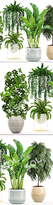 Indoor Plant Collection: Ficus Alii, Schefflera, Zamioculcas & Caladium 3D model image 2