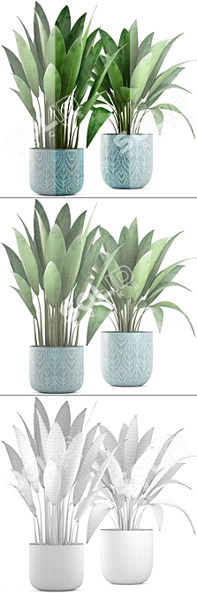 Banana Palm Indoor Plant Collection 3D model image 3