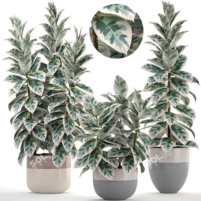 Scandinavian Style Ficus Collection 3D model image 1