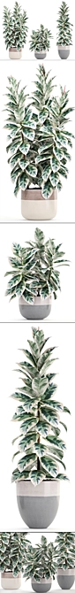 Scandinavian Style Ficus Collection 3D model image 2