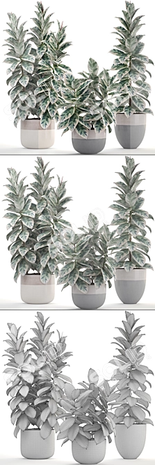 Scandinavian Style Ficus Collection 3D model image 3