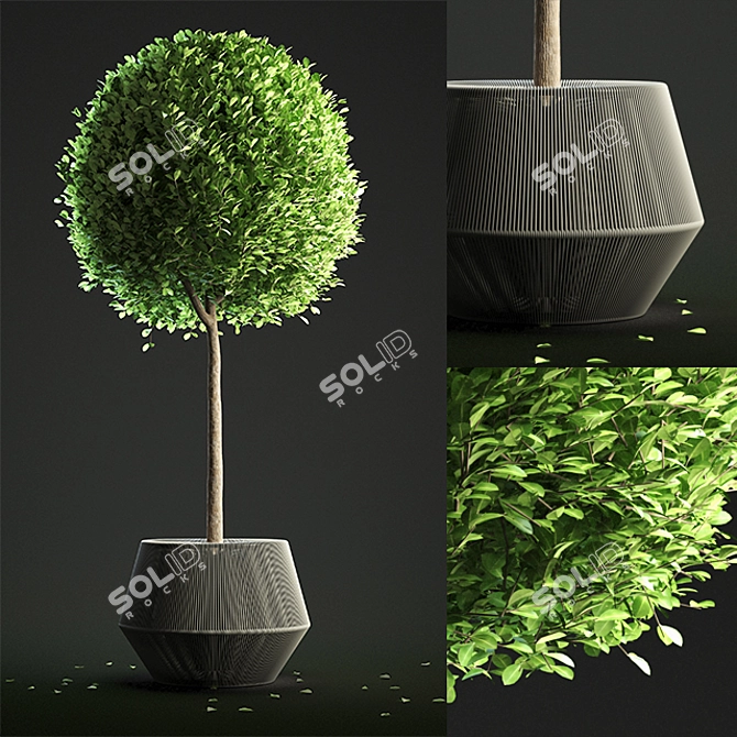 Sculpted Buxus Sphere in ZigZag Pot 3D model image 1