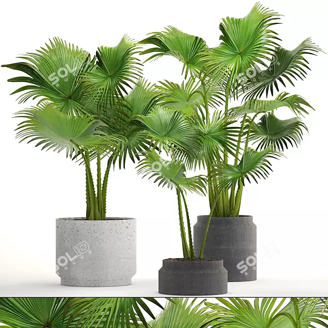 Interior Palm Collection 3D model image 1