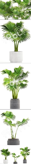 Interior Palm Collection 3D model image 2